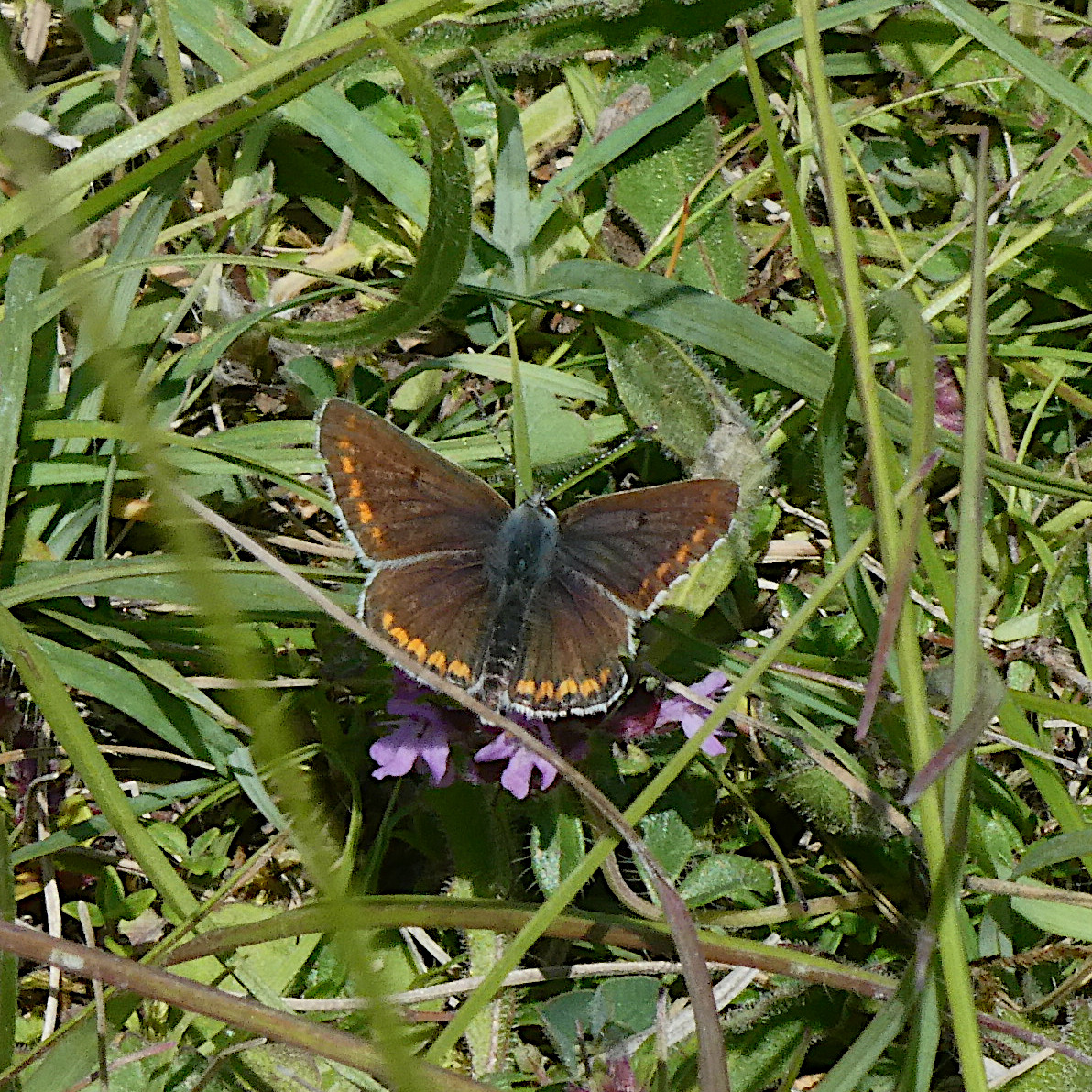 Brown Argus Therfield Heath 8 Jun